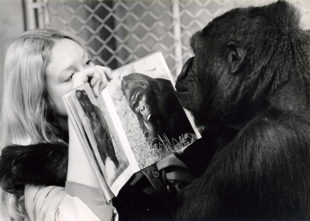 hkw_ape_culture_koko_le_gorille_qui_parle_c_les_films_du_losange_