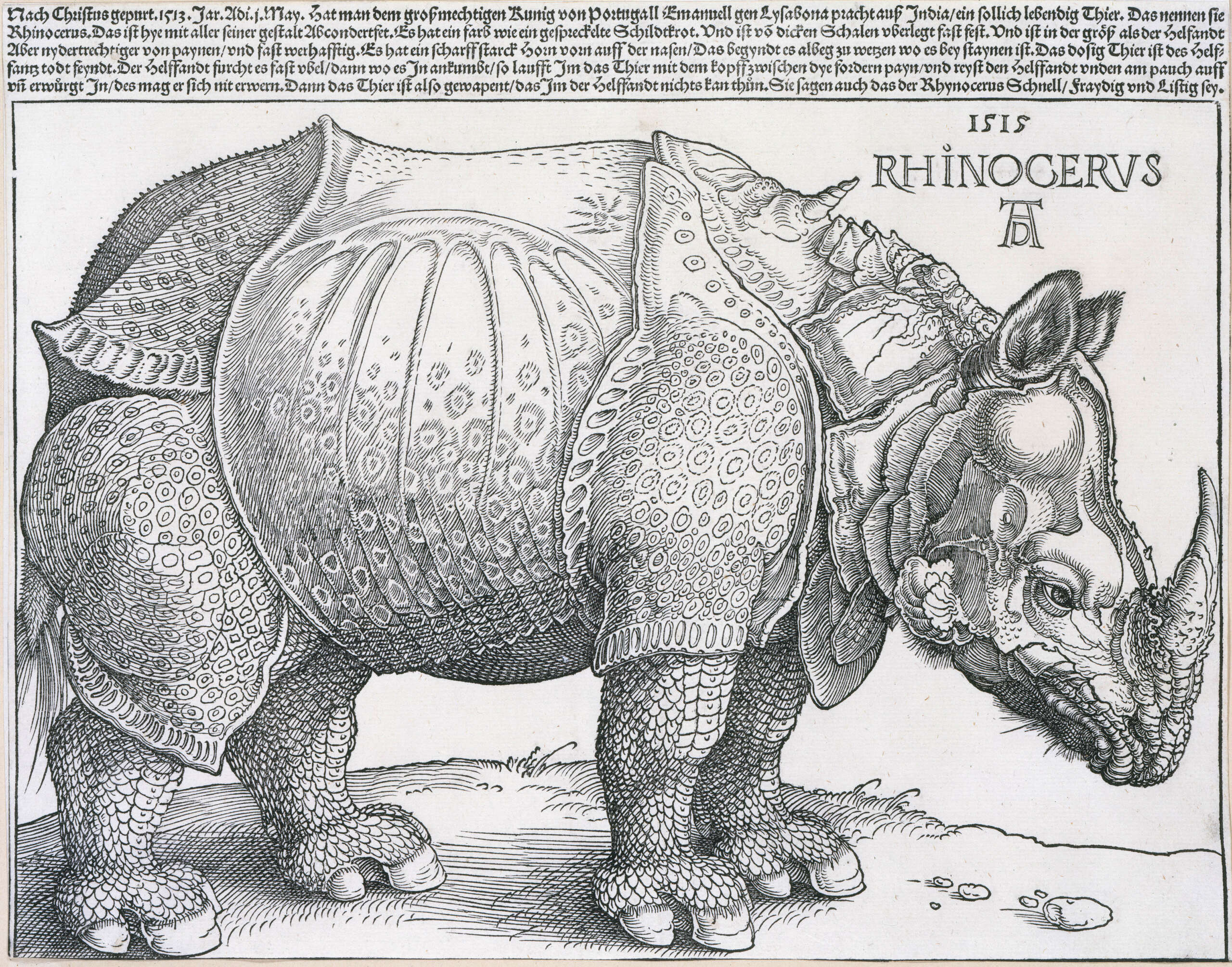 Das Rhinozeros
