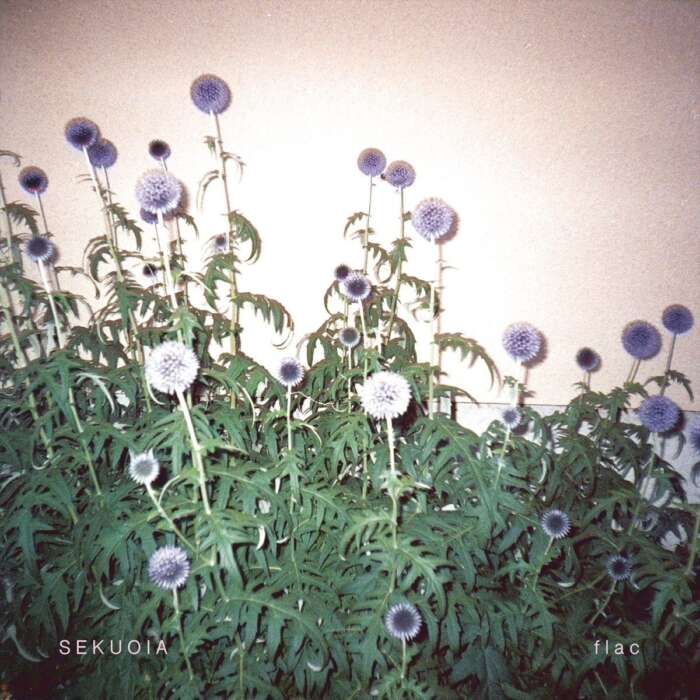 Sekuoia
