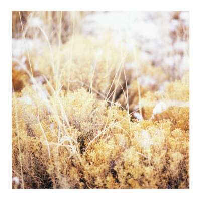 Mamiffer – The Brilliant Tabernacle