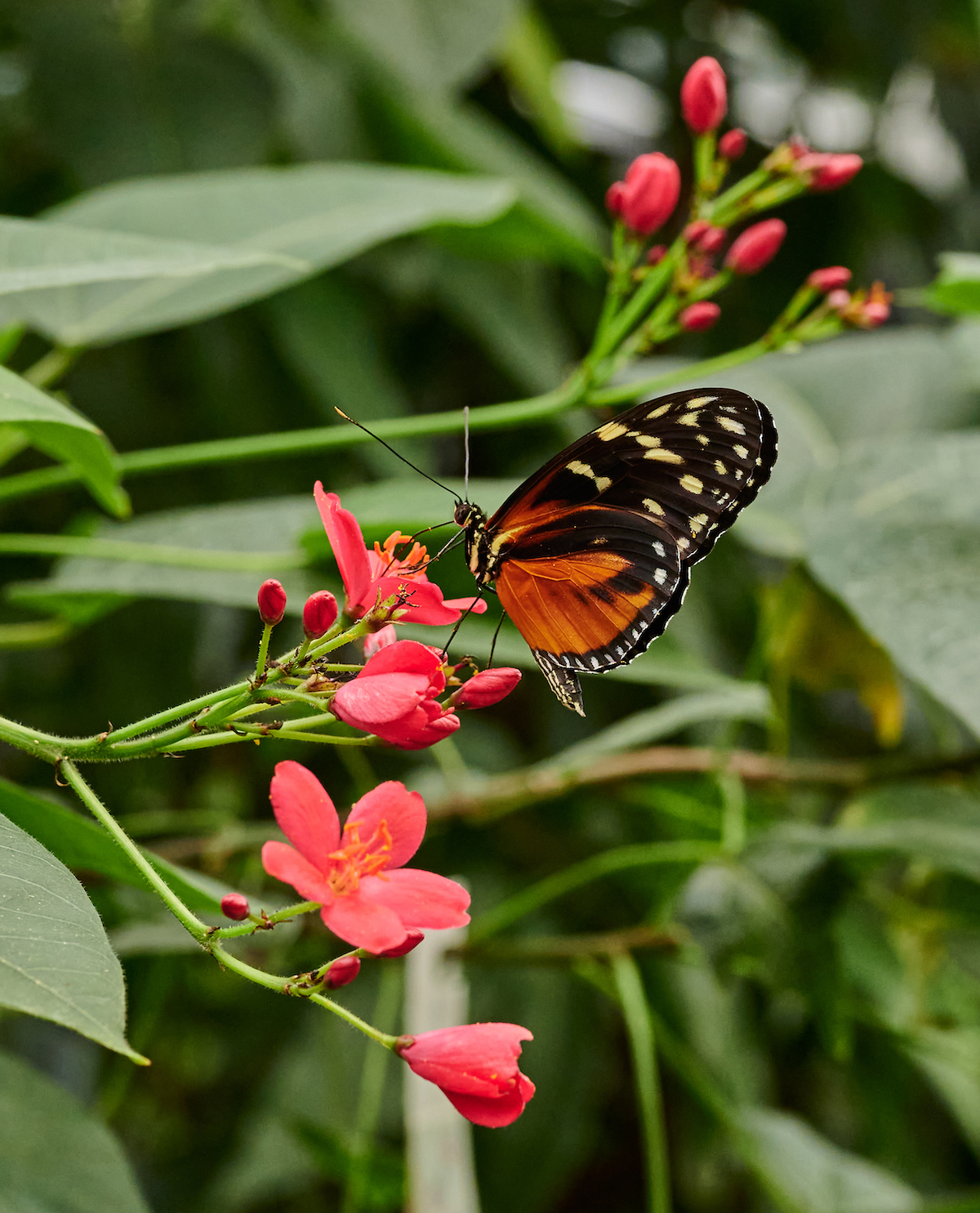 Palmengarten Frankfurt am Main Schmetterling auf roter Blume