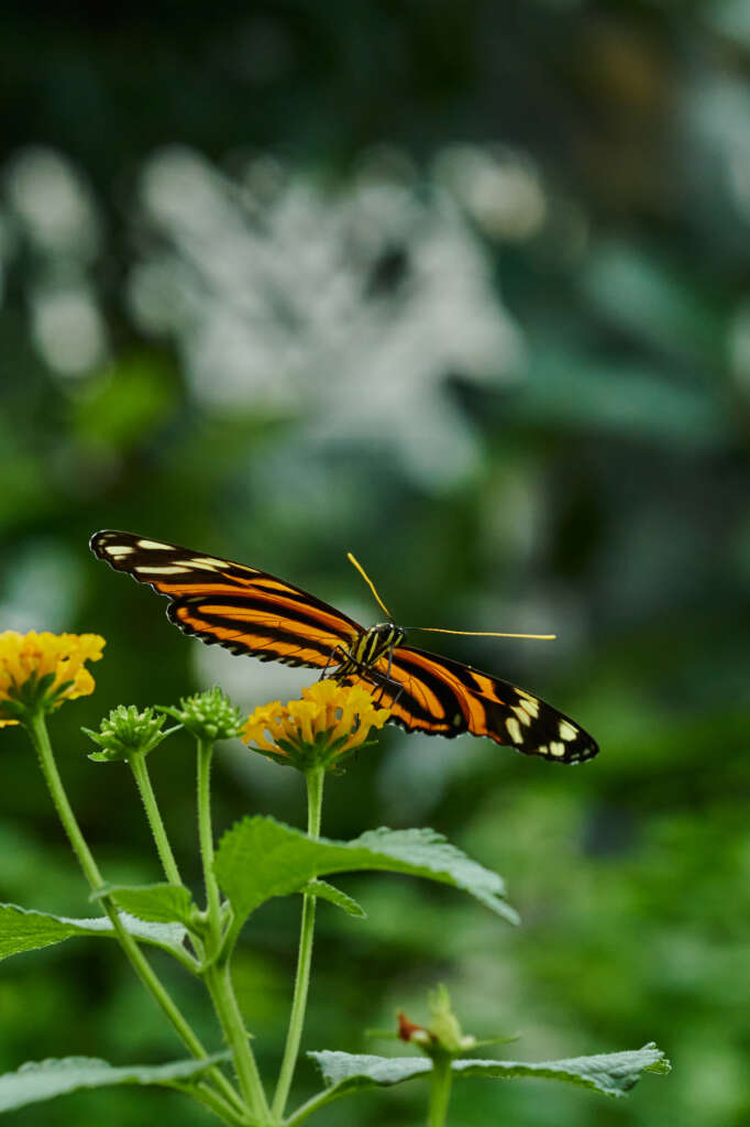 Palmengarten Frankfurt am Main Schmetterling auf gelber Blume