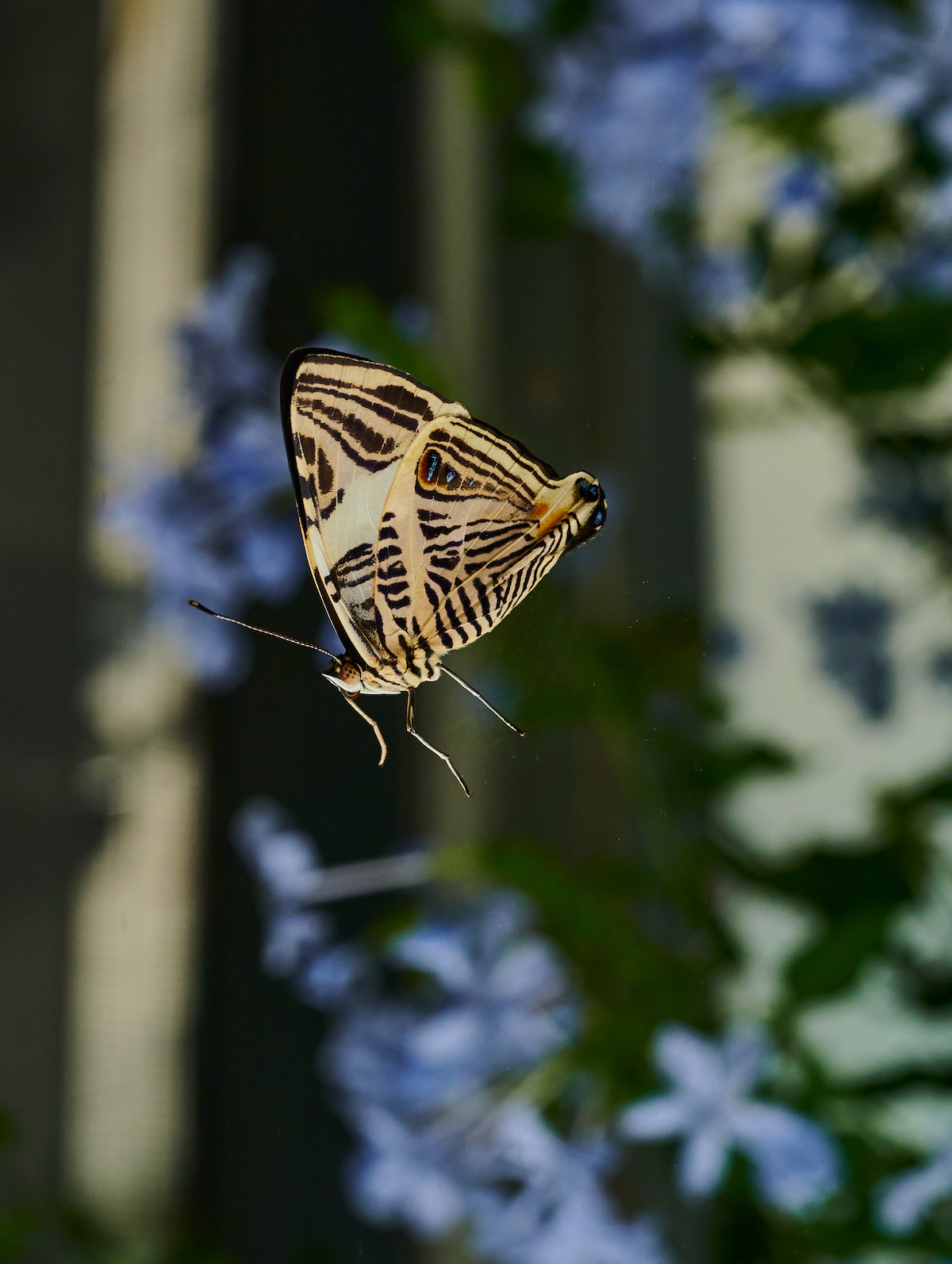 Palmengarten Frankfurt am Main Schmetterling fliegt neben blauer Blume