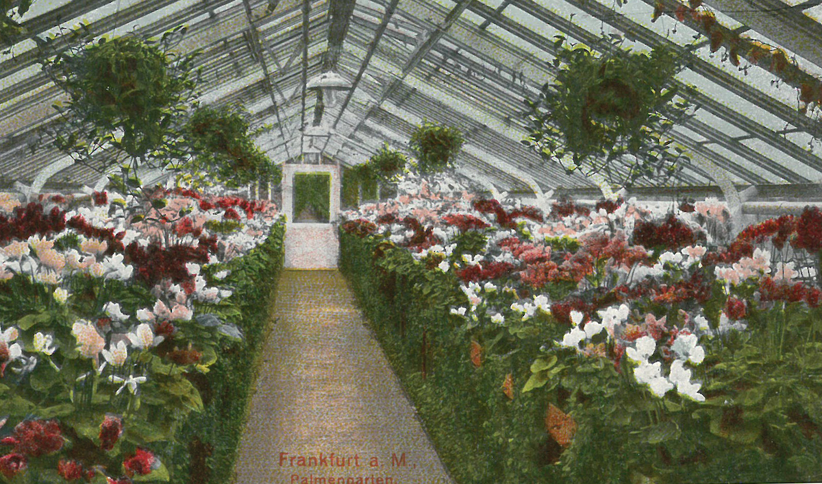 Historische Zeichnung eines Gewächshauses von innen und mit roten und weißen Blumen im Palmengarten Frankfurt am Main.