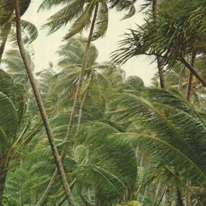 Auf dem Cover von Yokais „Coup de grace“ ist ein Palmendschungel im Wind zu sehen.