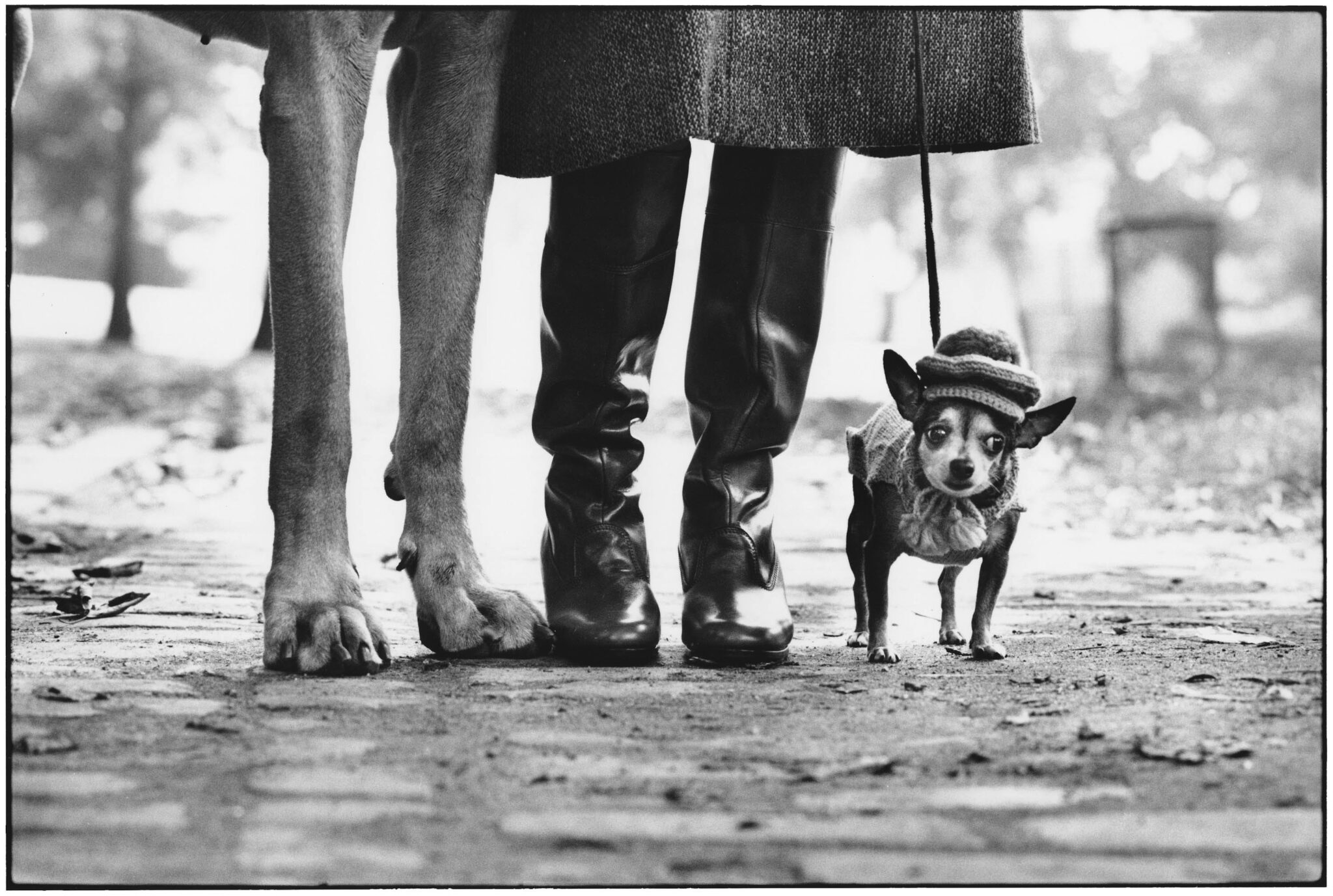 Zu sehen ist: Elliott Erwitt_ DOG LEGS_ im Messeprogramm der Loft 11 Gallery Loft 11 Gallery_ Elliott Erwitt_ DOG LEGS_ 29_USA. New York City. 1974