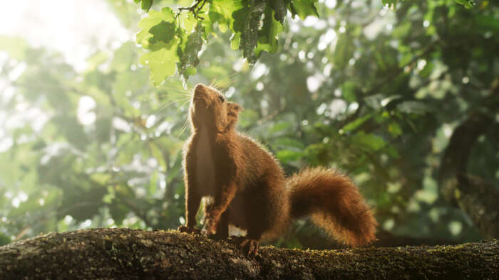 Ein Eichhörnchen sitzt auf einem Ast und sieht die Blätter der Eiche an.