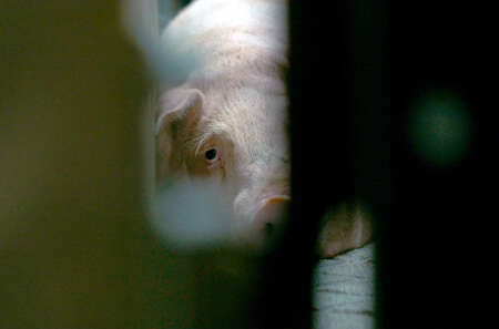 Tierleid vom Fliessband