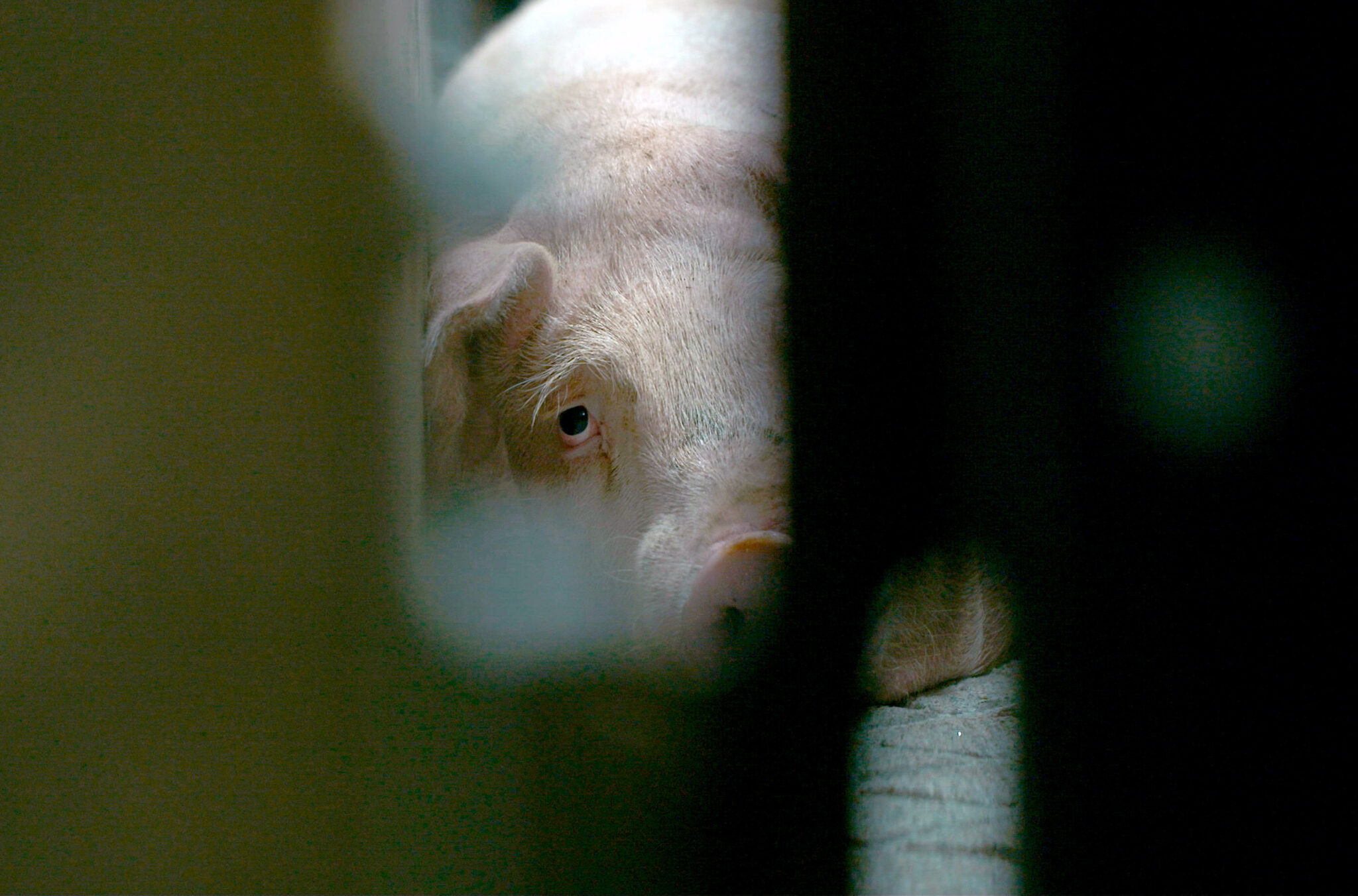 Tierleid vom Fliessband