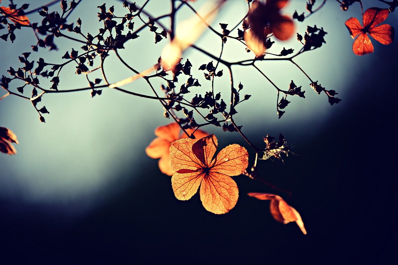 flowers-3876195_1280