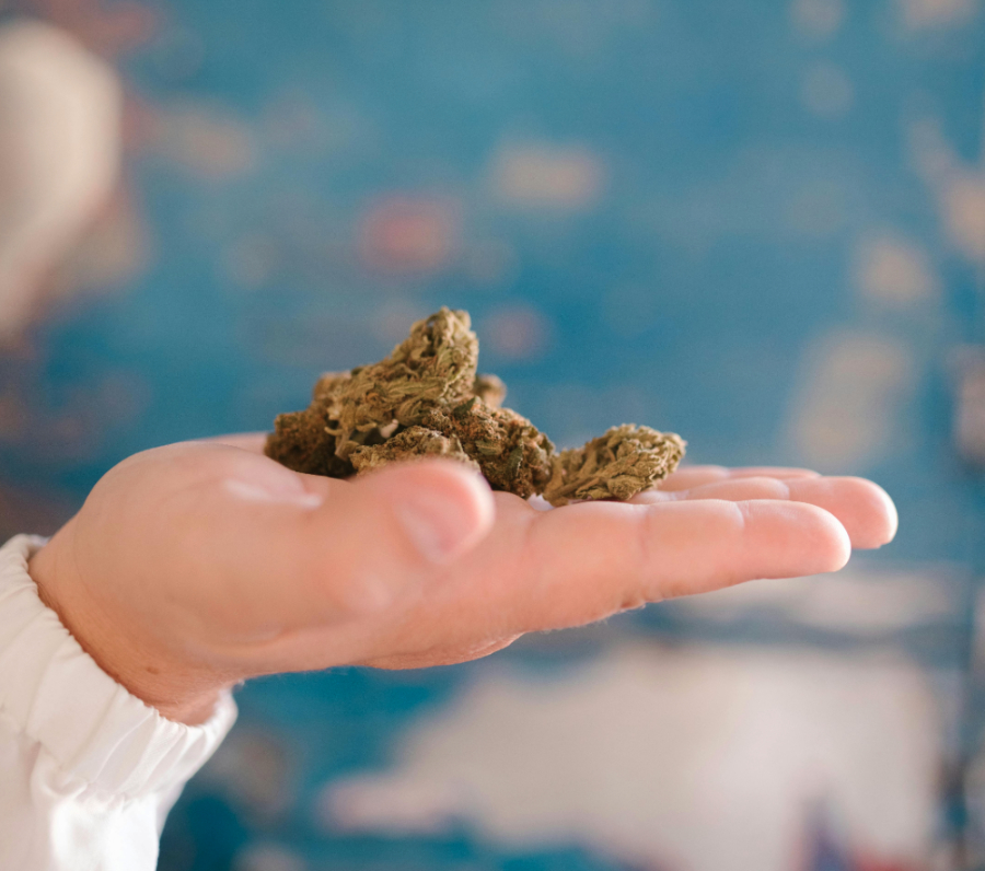 cannabis