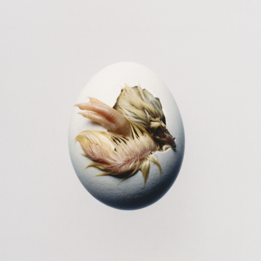 Album des Monats_Shygirl_SWALLOW_Hi_Res_Cover_